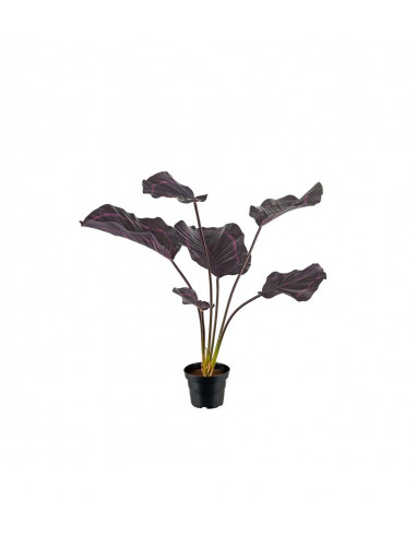 Mr Plant 2139-85-1 Calathea