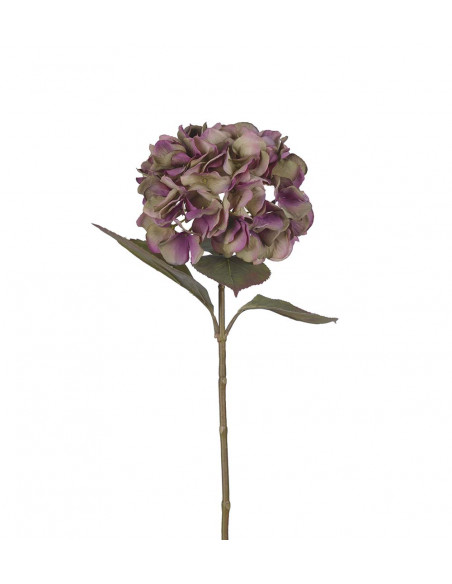 Mr Plant 3904-45 Hortensia