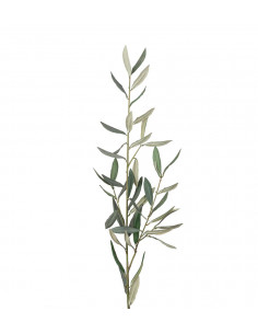 Mr Plant 2189-90 Olivkvist